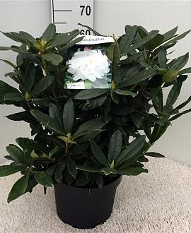Rhododendron 'Madame Masson' Pot 10 liter