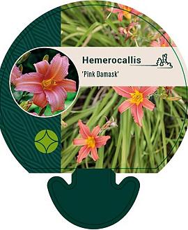 Hemerocallis 'Pink Damask' Pot 9 cm