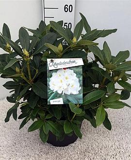 Rhododendron 'Cunningham's White' Pot 10 liter