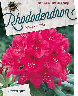 Rhododendron 'Nova Zembla' Pot 10 liter