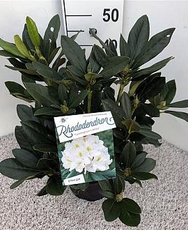 Rhododendron 'Cunningham's White' Pot 5 Liter 