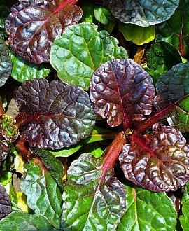 Ajuga reptans 'Black Scallop' Pot 9 cm