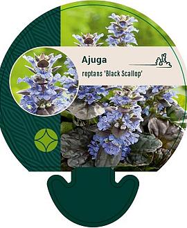 Ajuga reptans 'Black Scallop' Pot 9 cm