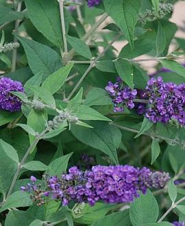 Buddleja 'Blue Chip' Pot 3 Liter 
