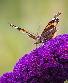 Buddleja d. 'Black Knight' Pot 10 liter