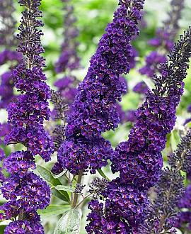 Buddleja d. 'Black Knight' Pot 3 Liter 