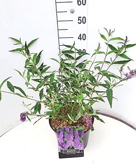 Buddleja d. 'Ile de France' Pot 10 liter