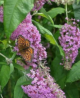Buddleja d. 'Pink Delight' Pot 3 Liter 