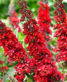 Buddleja d. 'Royal Red' Pot 3 Liter 