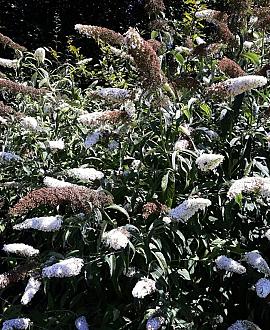 Buddleja d. 'White Profusion' Pot 10 liter