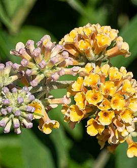 Buddleja weyer. 'Sungold' Pot 3 Liter 