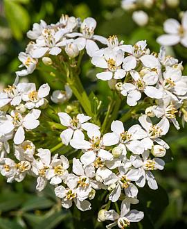 Choisya 'Aztec Pearl' Pot 5 Liter 