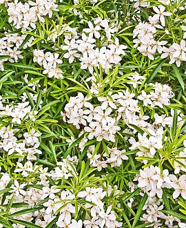 Choisya ternata Pot 2 Liter
