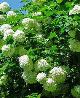 Hydrangea a. 'Annabelle' Pot 2 Liter