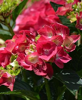 Hydrangea m. 'Alpenglühen' Pot 2 Liter
