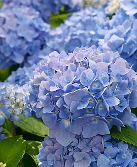 Hydrangea m. 'Blaumeise' Pot 2 Liter