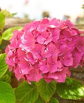 Hydrangea m. 'Bouquet Rose' Pot 2 Liter