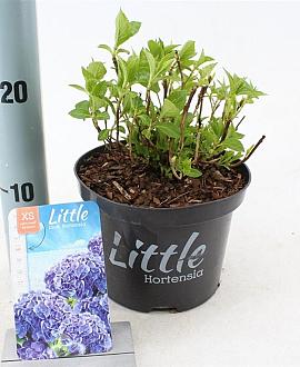 Hydrangea m. 'Little Blue' Pot 2 Liter