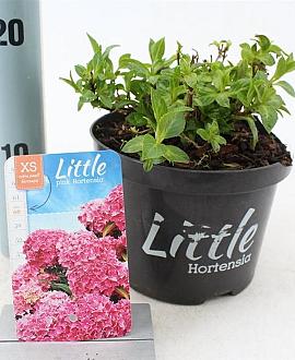 Hydrangea m. 'Little Pink' Pot 2 Liter