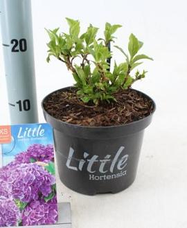 Hydrangea m. 'Little Purple' Pot 2 Liter