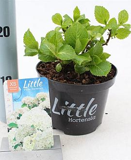Hydrangea m. 'Little White' Pot 2 Liter