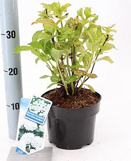 Hydrangea m. 'Mad. Emile Mouillère' Pot 2 Liter