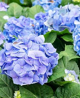 Hydrangea m. 'Nikko Blue' Pot 2 Liter