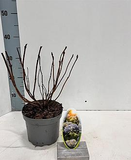 Hydrangea m. 'Nikko Blue' Pot 2 Liter