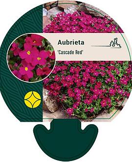 Aubrieta 'Cascade Red' Pot 9 cm