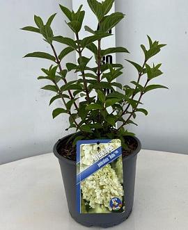 Hydrangea pan. Bobo Pot 3 Liter 