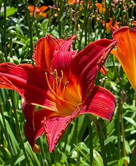 Hemerocallis 'Sammy Russell' Pot 9 cm