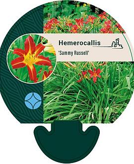 Hemerocallis 'Sammy Russell' Pot 9 cm