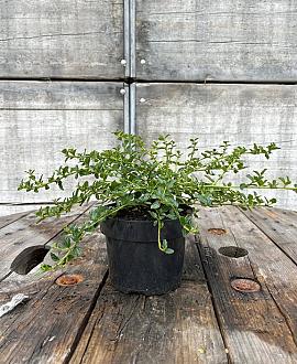 Ceanothus thyrsiflorus repens Pot 2 Liter