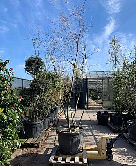Amelanchier lamarckii Pot 150 liter 250 - 300 cm