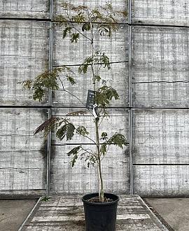 Albizia julibr. 'Summer Chocolate' Pot 20 Liter 150 - 175 cm