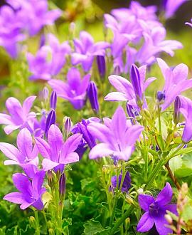 Campanula carpatica Pot 9 cm