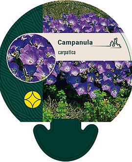 Campanula carpatica Pot 9 cm
