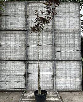 Albizia julibr. 'Summer Chocolate' Hoogstam (Stamomtrek 10-12 cm)