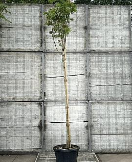 Albizia julibr. Ombrella Hoogstam (Stamomtrek 8-10 cm)