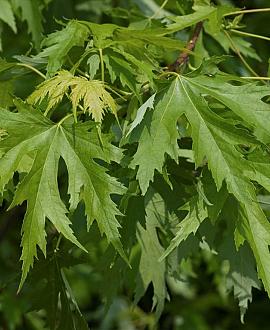 Acer saccharinum Pot 150 liter 250 - 300 cm Meerstammig