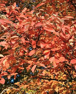 Amelanchier can. 'October Flame' Pot 70 Liter 200 - 250 cm Meerstammig