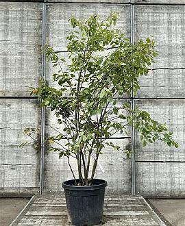 Amelanchier lamarckii Pot 35 Liter 150 - 175 cm Meerstammig