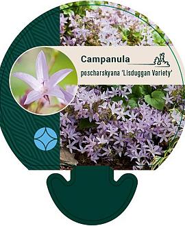 Campanula posch. 'Lisduggan Var.' Pot 9 cm