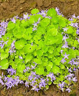 Campanula posch. 'Lisduggan Var.' Pot 9 cm