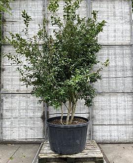Camellia sasanqua Pot 160 liter 250 - 300 cm Meerstammig