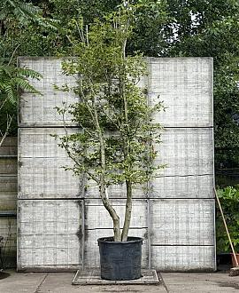 Carpinus betulus Pot 150 liter 350 - 400 cm Meerstammig