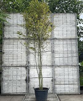 Carpinus betulus Pot 90 Liter 250 - 300 cm Meerstammig