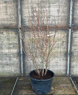 Cercis chinensis 'Avondale' Pot 70 Liter 150 - 175 cm Meerstammig