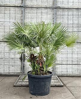 Chamaerops humilis Pot 110 liter Meerstammig