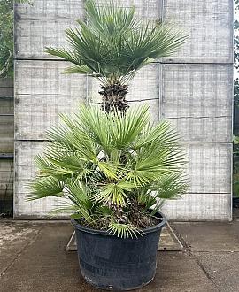Chamaerops humilis Pot 285 Liter Meerstammig